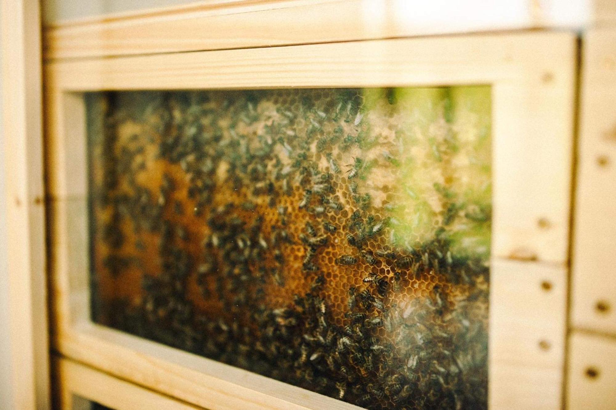 Vcelin Mueslivna Hotel Jablonné v Podještědí Buitenkant foto